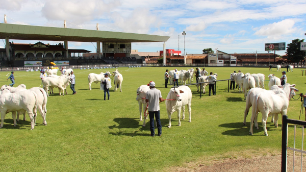 Expoinel Minas e mais quatro feiras movimentam PFC