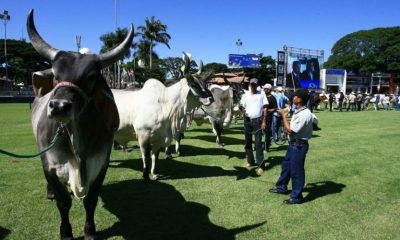 Vice-governador e secretária de Agricultura participam de abertura de feira no Triângulo