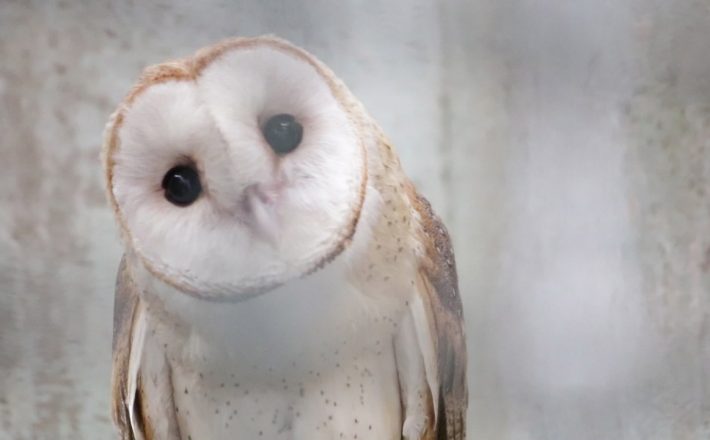 Projeto reabilita animais silvestres para soltura em Minas Gerais