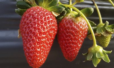 Governo de Minas entrega as primeiras certificações do programa Certifica Minas Frutas