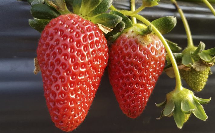 Governo de Minas entrega as primeiras certificações do programa Certifica Minas Frutas