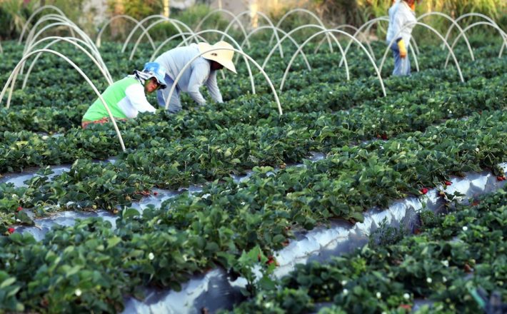 Agricultura Familiar avança com políticas públicas de incentivo ao produtor